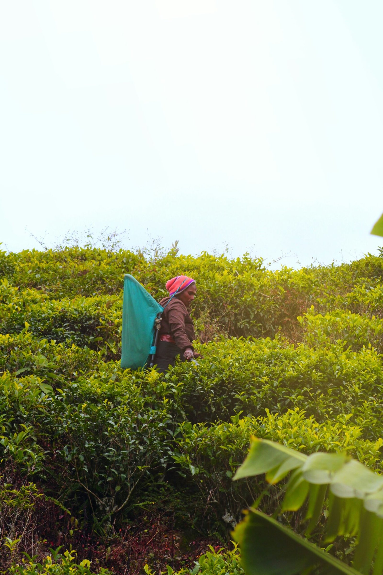 Nuwara Eliya